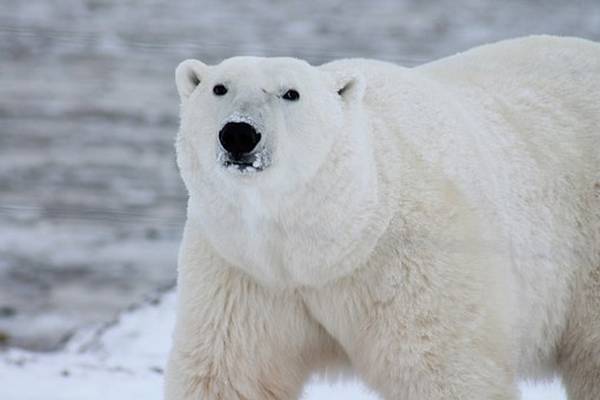 Habitat de l'ours polaire
