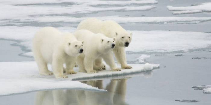 Ours polaire sur la banquise